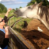 His pasture mate Luna, provides goat's milk for cheese...they love to snack on sliced apples and sweet apricots from the garden.