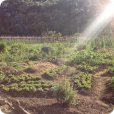The garden is expansive, well organized, groomed and irrigated to provide a wide variety of delicious organic produce.